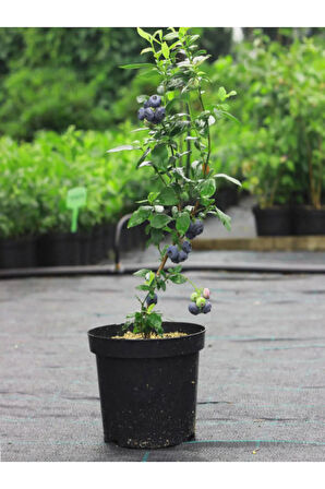 Videolu Yaban Mersini Fidanı (50 60 CM)1 Adet Saksılı Bahçe Balkon Bitkisi Lipaka Blueberry