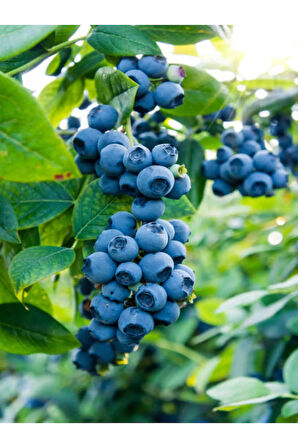 Videolu Yaban Mersini Fidanı (50 60 CM)1 Adet Saksılı Bahçe Balkon Bitkisi Lipaka Blueberry
