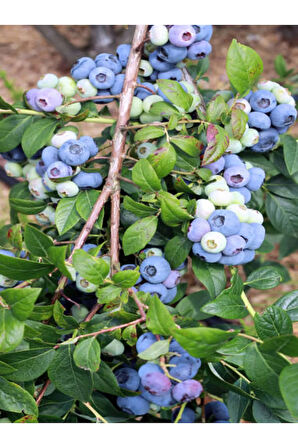 Videolu Yaban Mersini Fidanı (50 60 CM)1 Adet Saksılı Bahçe Balkon Bitkisi Lipaka Blueberry