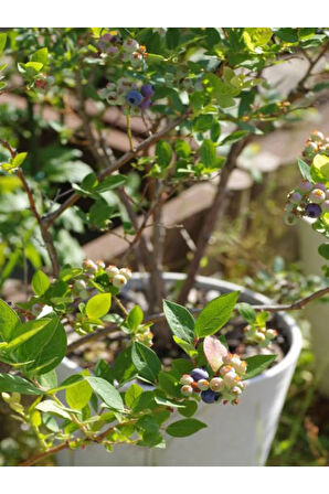 Videolu Yaban Mersini Fidanı (50 60 CM)1 Adet Saksılı Bahçe Balkon Bitkisi Lipaka Blueberry