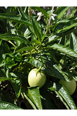 Videolu Pepino Meyve Fidesi (40 60 CM)1 Adet Saksılı Bahçe Balkon Bitkisi Solanum Muricatum