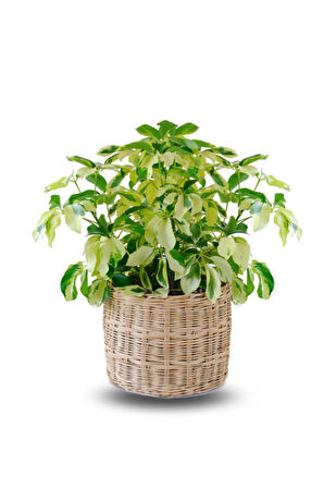 Videolu Alacalı Şeflera Bitkisi (40 60 CM)1 Adet Saksılı Iç Mekan Bitkisi Schefflera