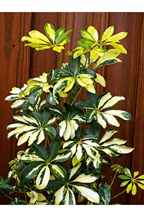 Videolu Alacalı Şeflera Bitkisi (40 60 CM)1 Adet Saksılı Iç Mekan Bitkisi Schefflera