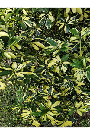 Videolu Alacalı Şeflera Bitkisi (40 60 CM)1 Adet Saksılı Iç Mekan Bitkisi Schefflera