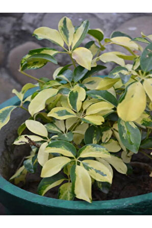 Videolu Alacalı Şeflera Bitkisi (40 60 CM)1 Adet Saksılı Iç Mekan Bitkisi Schefflera