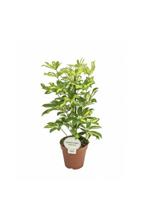 Videolu 5 Parmak Şeflera Bitkisi (60 80 CM)1 Adet Saksılı Iç Mekan Bitkisi Schefflera
