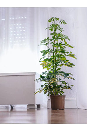 Videolu 5 Parmak Şeflera Bitkisi (60 80 CM)1 Adet Saksılı Iç Mekan Bitkisi Schefflera