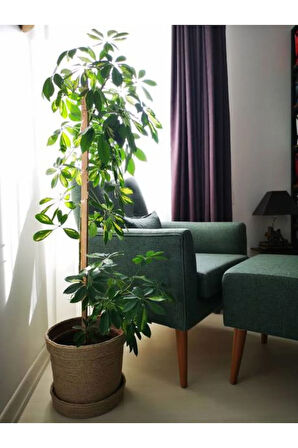 Videolu Şeflera Bitkisi (80 90 CM)1 Adet Saksılı Hediyelik Ofis Ev Bitkisi Schefflera