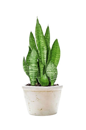 Videolu 4'lü Paşa Kılıcı/sarılı Paşa Kılıcı/kurdela Çiçeği 25-40cm Tek Dal Alacalı Şeflera30-60 Cm