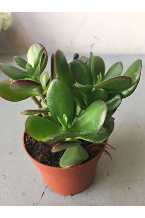 Çok Avantajlı Crassula Şans Para Çiçeği (zenginlik Çiçeği) 25-30cm