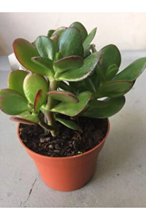 Çok Avantajlı Crassula Şans Para Çiçeği (zenginlik Çiçeği) 25-30cm