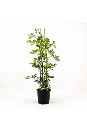 Videolu 1 Adet Alacalı Şeflera Çiçeği 80-90 Cm Saksılı/tüplü Iç Mekan Bitkileri (SCHEFFLERA)