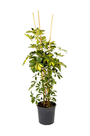 Videolu 1 Adet Alacalı Şeflera Çiçeği Bitkisi 100 Cm Saksılı Iç Mekan Bitkisi (SCHEFFLERA)
