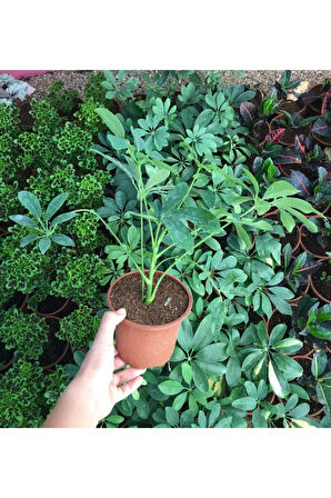 Salon Bitkileri Şeflera Bitkisi