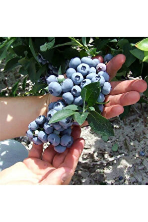 Videolu 1 Adet Lezzetli Yaban Mersini Fidanı 40-60 Cm Tüplü Iç Mekan Bitkileri Blueberry