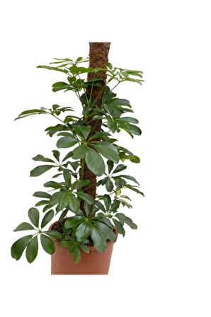 Şeflera 2li, Yeşil Yapraklı Beşparmak Çiçeği