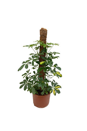 Şeflera 2li, Yeşil Yapraklı Beşparmak Çiçeği