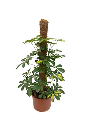 Şeflera 2li, Yeşil Yapraklı Beşparmak Çiçeği