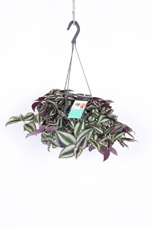 Çok Avantajlı Telgraf Çiçeği Askılı Saksı Tradescantia Zebrina Çiçeği