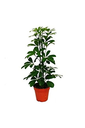 Videolu 1 Adet Çift Dal Yeşil Şeflera Çiçeği Bitkisi 60-80cm Saksılı Iç Mekan Bitkileri (SCHEFFLERA)