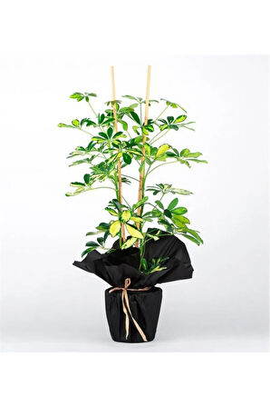 Videolu 2 Dal Alacalı Şeflera Çiçeği 45-80 Cm Saksılı Iç Mekan Bitkileri (SCHEFFLERA)
