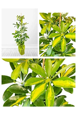 Videolu Tek Dal Alacalı Şeflera Çiçeği 40-100 Cm Saksılı Iç Mekan Bitkileri Schefflera