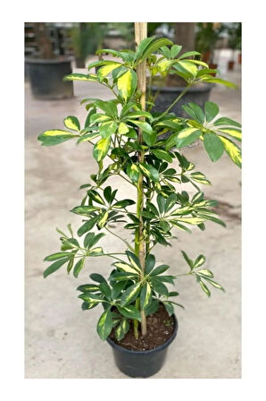 Videolu Tek Dal Alacalı Şeflera Çiçeği(BEŞ PARMAK)bitkisi 60-80 Cm Saksılı Iç Mekan Schefflera