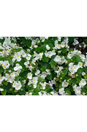 Çok Avantajlı Beyaz Begonya Çiçeği 30 Cm Saksılı