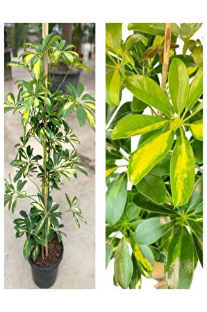 Videolu Canlı Tek Dal Alacalı Şeflera Çiçeği 40-100cm Saksılı Iç Mekan Bitkileri (SCHEFFLERA)