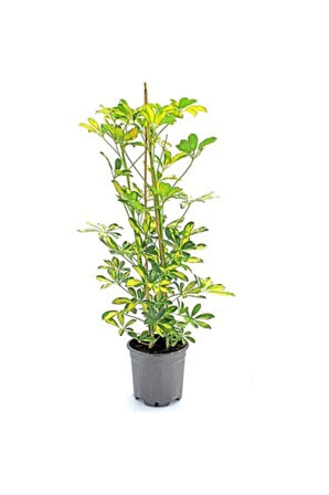 Videolu Canlı Tek Dal Alacalı Şeflera Çiçeği 40-100cm Saksılı Iç Mekan Bitkileri (SCHEFFLERA)