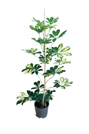 Videolu Tek Dal Alacalı Şeflera Çiçeği 50-90 Cm Saksılı Iç Mekan Bitkileri (SCHEFFLERA)