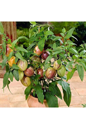 Videolu 1 Adet Özel Pepino Fidesi 10-20 Cm Tüplü Iç Mekan Bitkileri (SOLANUM MURİCATUM)