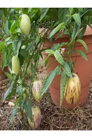 Videolu 1 Adet Özel Pepino Fidesi 10-20 Cm Tüplü Iç Mekan Bitkileri (SOLANUM MURİCATUM)
