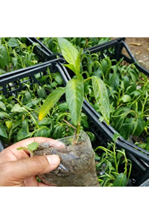 Videolu 1 Adet Özel Pepino Fidesi 10-20 Cm Tüplü Iç Mekan Bitkileri (SOLANUM MURİCATUM)