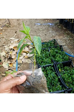 Videolu 1 Adet Özel Pepino Fidesi 10-20 Cm Tüplü Iç Mekan Bitkileri (SOLANUM MURİCATUM)