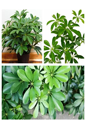 Videolu Çift Dal Şeflera Çiçeği 50-80 Cm Saksılı Iç Mekan Bitkileri (SCHEFFLERA)