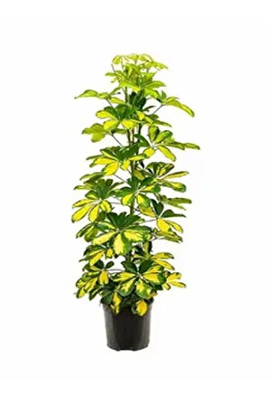 Videolu Tek Dal Alacalı Şeflera Çiçeği 50-90 Cm Saksılı Iç Mekan Ofis Bitkileri (SCHEFFLERA)