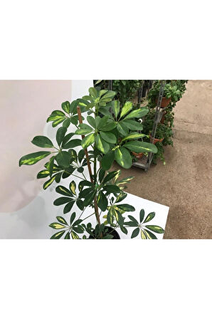 Videolu Tek Dal Alacalı Şeflera Çiçeği 50-90 Cm Saksılı Iç Mekan Ofis Bitkileri (SCHEFFLERA)