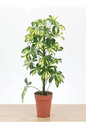Videolu Tek Dal Alacalı Şeflera Çiçeği 50-90 Cm Saksılı Iç Mekan Ofis Bitkileri (SCHEFFLERA)