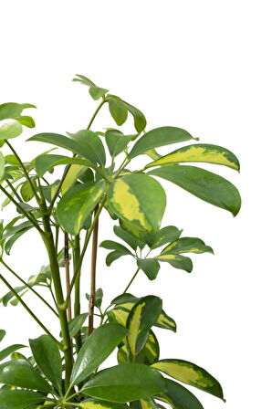 Videolu Çift Dal Alacalı Şeflera Çiçeği 40-80 Cm Saksılı Iç Mekan Bitkileri (SCHEFFLERA)