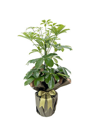 Videolu Yemyeşil Tek Dal Şeflera Çiçeği 40-60 Cm Saksılı Iç Mekan Bitkileri (SCHEFFLERA)