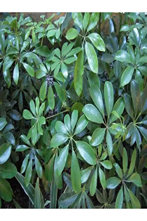 Videolu Yemyeşil Tek Dal Şeflera Çiçeği 40-60 Cm Saksılı Iç Mekan Bitkileri (SCHEFFLERA)