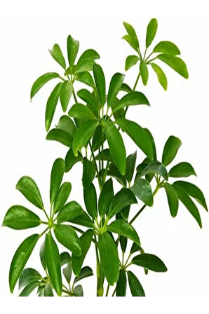 Videolu Yemyeşil Tek Dal Şeflera Çiçeği 40-60 Cm Saksılı Iç Mekan Bitkileri (SCHEFFLERA)