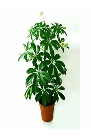 Videolu Yemyeşil Tek Dal Şeflera Çiçeği 40-60 Cm Saksılı Iç Mekan Bitkileri (SCHEFFLERA)