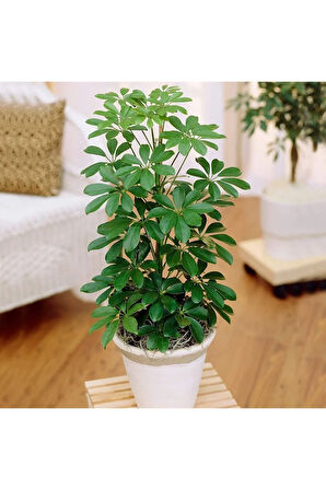 Videolu Tek Dal Şeflera Çiçeği 30-60 Cm Saksılı Iç Mekan Bitkileri (SCHEFFLERA)