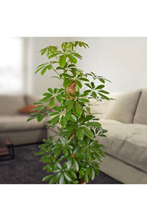 Videolu Tek Dal Şeflera Çiçeği 30-60 Cm Saksılı Iç Mekan Bitkileri (SCHEFFLERA)