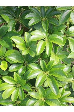 Videolu Tek Dal Şeflera Çiçeği 30-60 Cm Saksılı Iç Mekan Bitkileri (SCHEFFLERA)