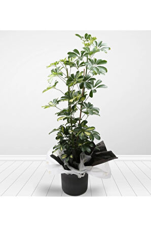 Videolu Çift Dal Alacalı Şeflera Çiçeği 45-90 Cm Saksılı Iç Mekan Bitkileri (SCHEFFLERA)
