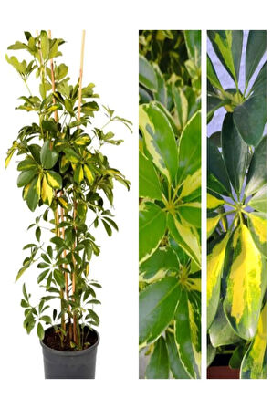 Videolu Çift Dal Alacalı Şeflera Çiçeği 45-90 Cm Saksılı Iç Mekan Bitkileri (SCHEFFLERA)