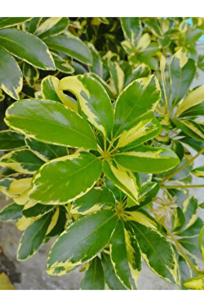 Videolu Çift Dal Alacalı Şeflera Çiçeği 45-90 Cm Saksılı Iç Mekan Bitkileri (SCHEFFLERA)